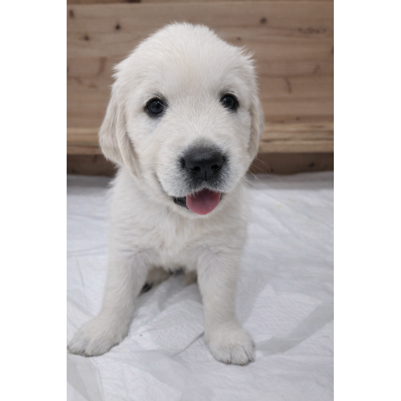 販売中の兵庫県のゴールデンレトリーバー-435139