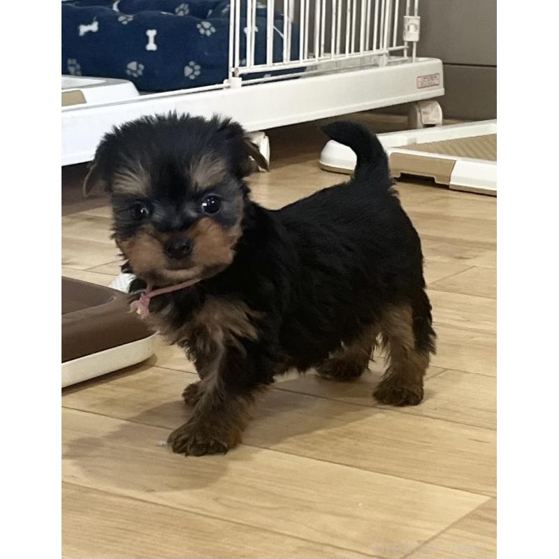 販売中の鹿児島県のヨークシャーテリア-435314の11枚目