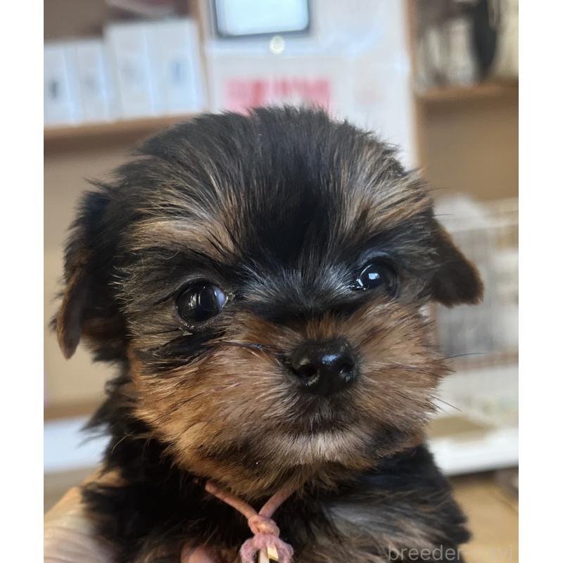 販売中の鹿児島県のヨークシャーテリア-435314の10枚目