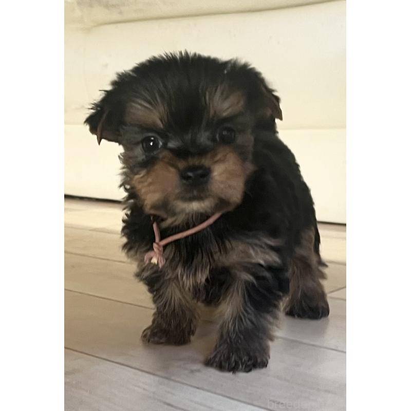 販売中の鹿児島県のヨークシャーテリア-435314の9枚目