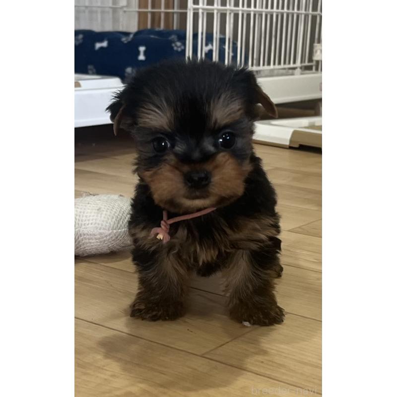 販売中の鹿児島県のヨークシャーテリア-435314の8枚目