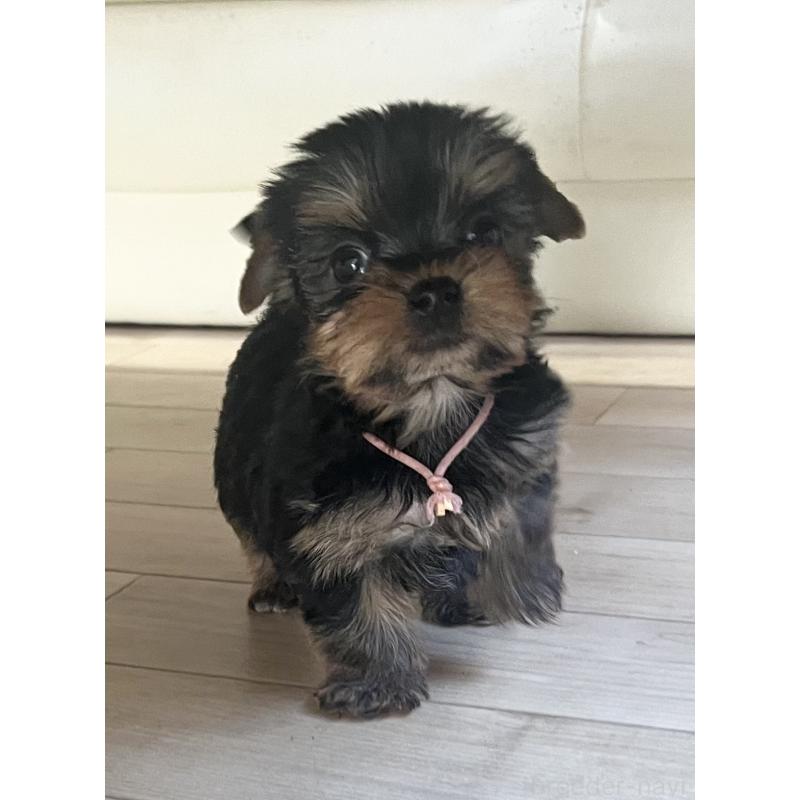 販売中の鹿児島県のヨークシャーテリア-435314の7枚目