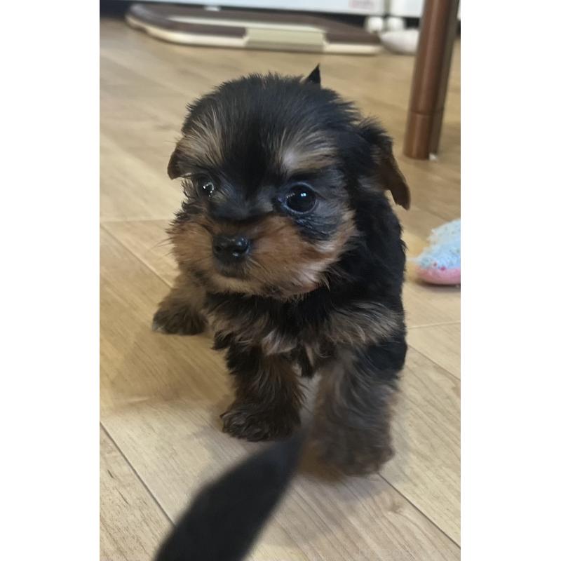 販売中の鹿児島県のヨークシャーテリア-435314の6枚目