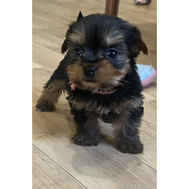 販売中の鹿児島県のヨークシャーテリア-435314の5枚目