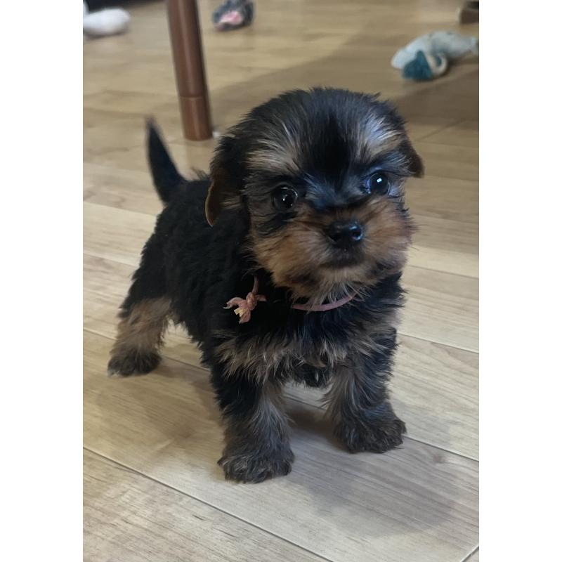 販売中の鹿児島県のヨークシャーテリア-435314の4枚目