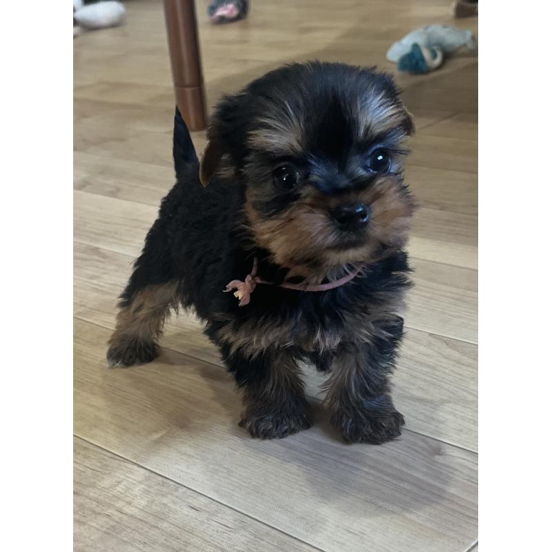 販売中の鹿児島県のヨークシャーテリア-435314の3枚目