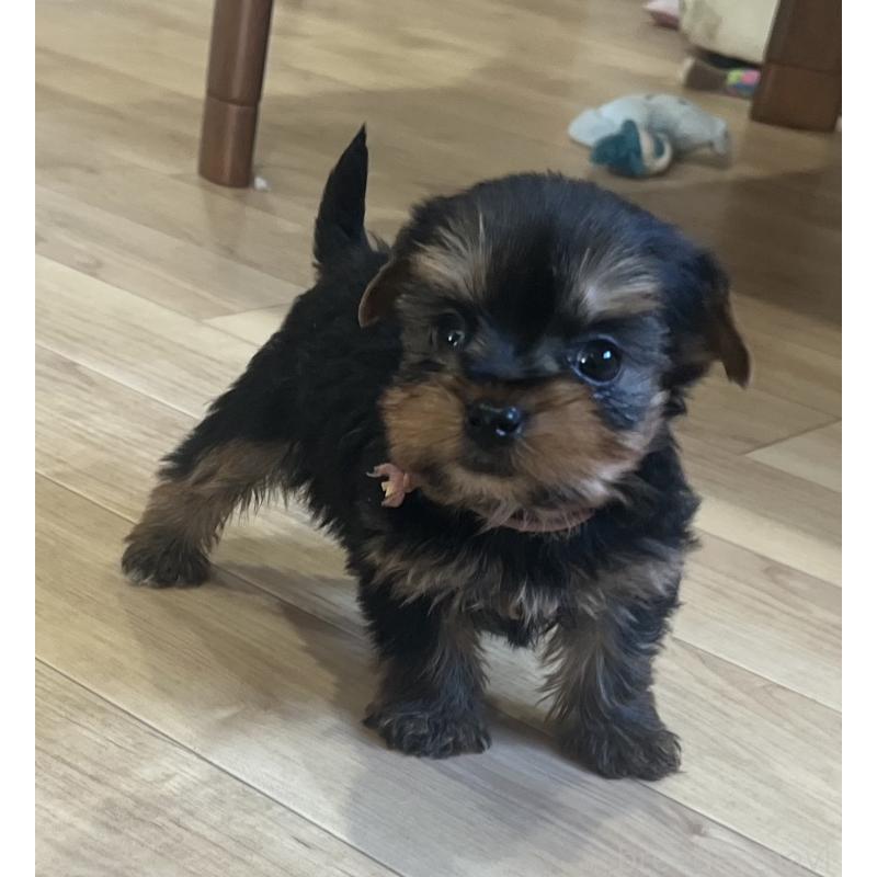 販売中の鹿児島県のヨークシャーテリア-435314の2枚目