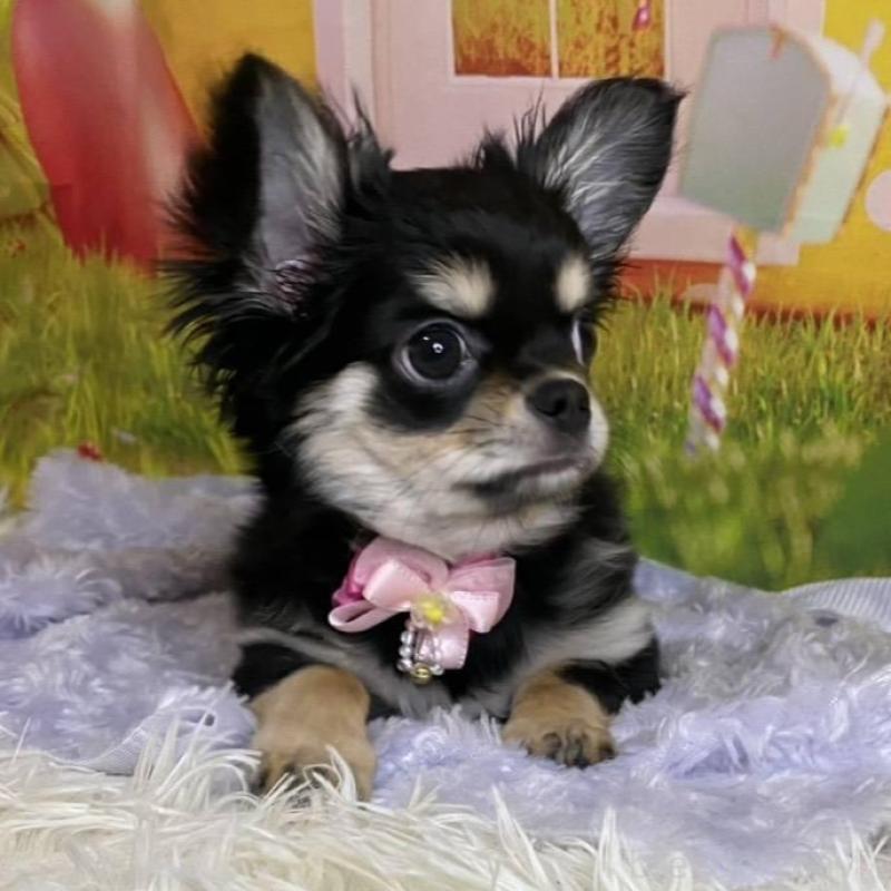 成約済の神奈川県のチワワ(ロングコート)-422505の1枚目