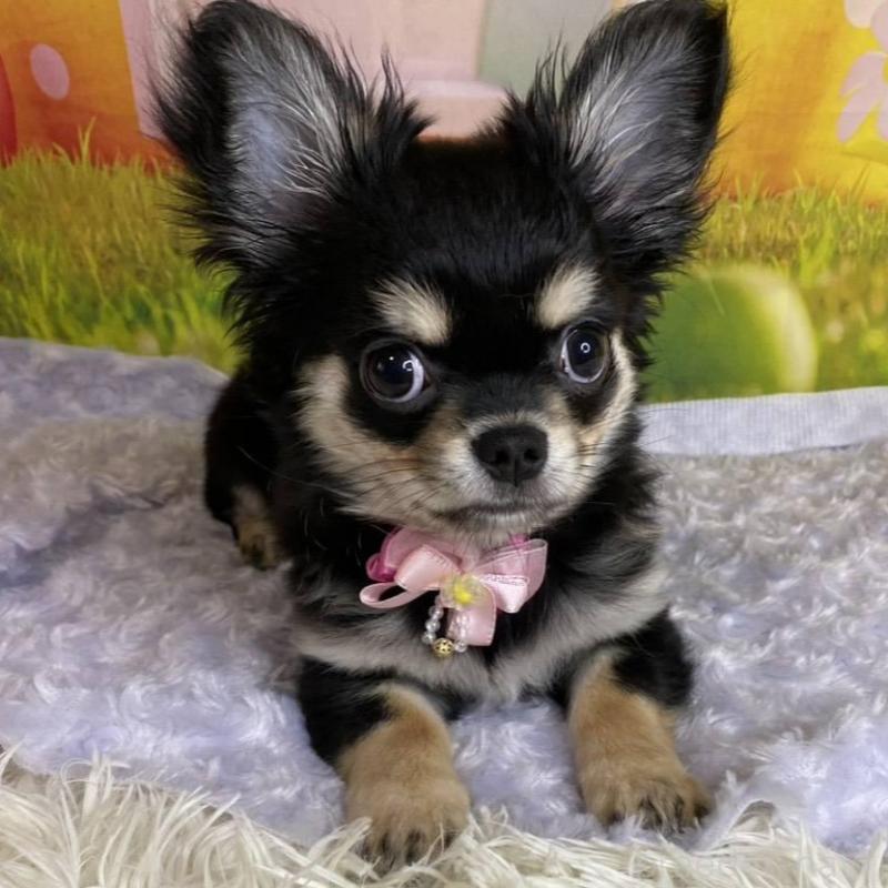 成約済の神奈川県のチワワ(ロングコート)-422505の4枚目