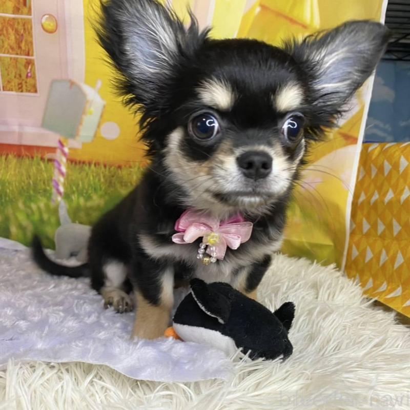 成約済の神奈川県のチワワ(ロングコート)-422505の2枚目