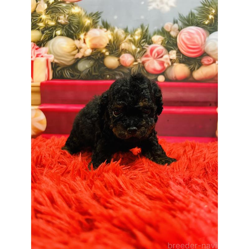 販売中の茨城県のタイニープードル-435316の4枚目