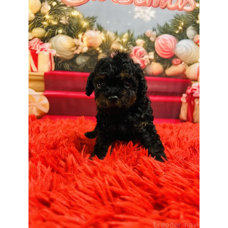 販売中の茨城県のタイニープードル-435316の3枚目