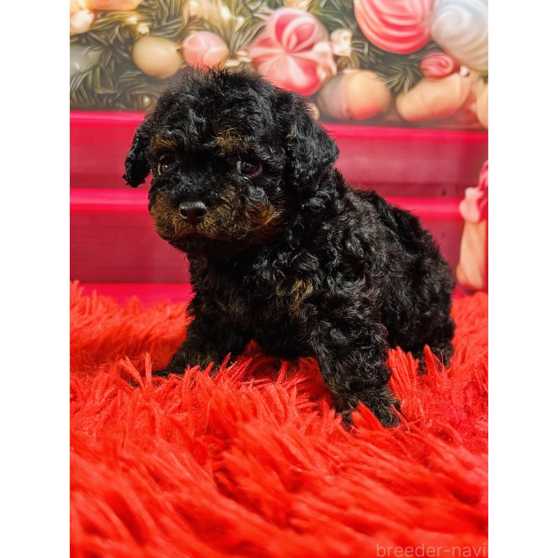 販売中の茨城県のタイニープードル-435316の2枚目