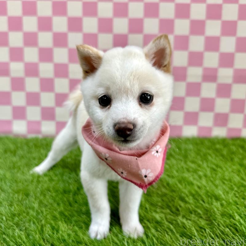 成約済の広島県の豆柴-429642の4枚目