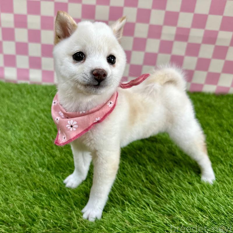 成約済の広島県の豆柴-429642の3枚目