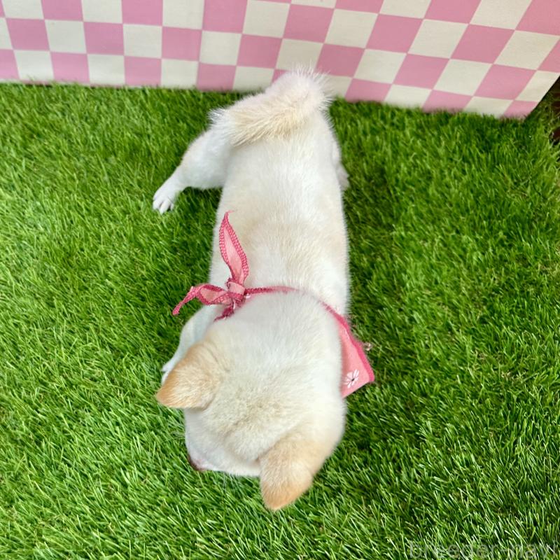 成約済の広島県の豆柴-429642の2枚目