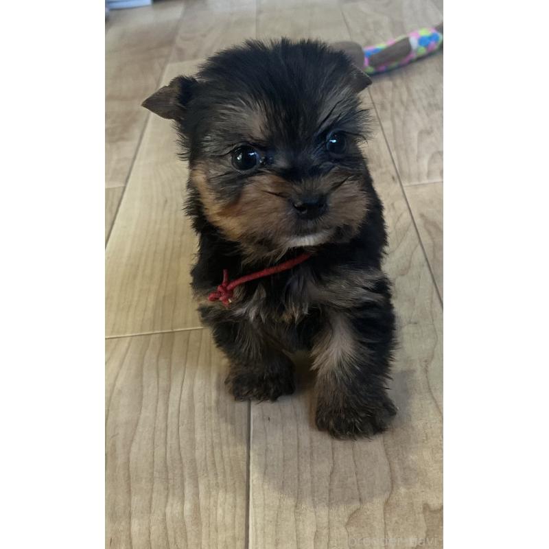 販売中の鹿児島県のヨークシャーテリア-435315