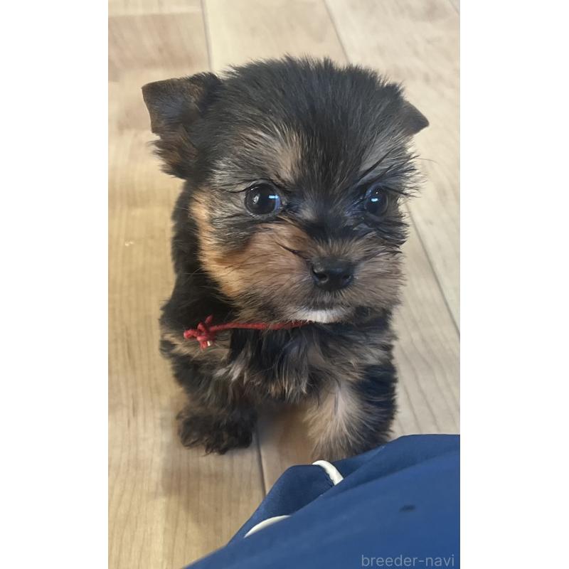 販売中の鹿児島県のヨークシャーテリア-435315の10枚目