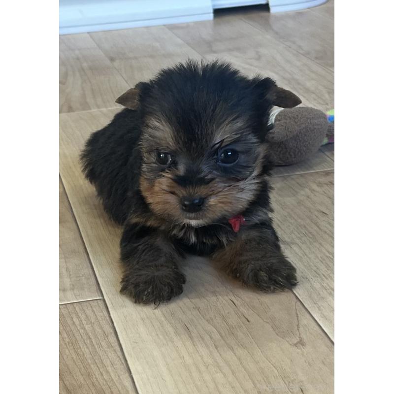 販売中の鹿児島県のヨークシャーテリア-435315の8枚目