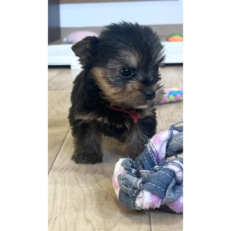 販売中の鹿児島県のヨークシャーテリア-435315の7枚目