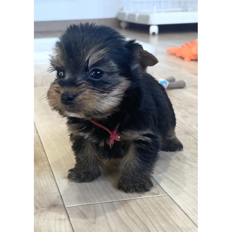 販売中の鹿児島県のヨークシャーテリア-435315の5枚目