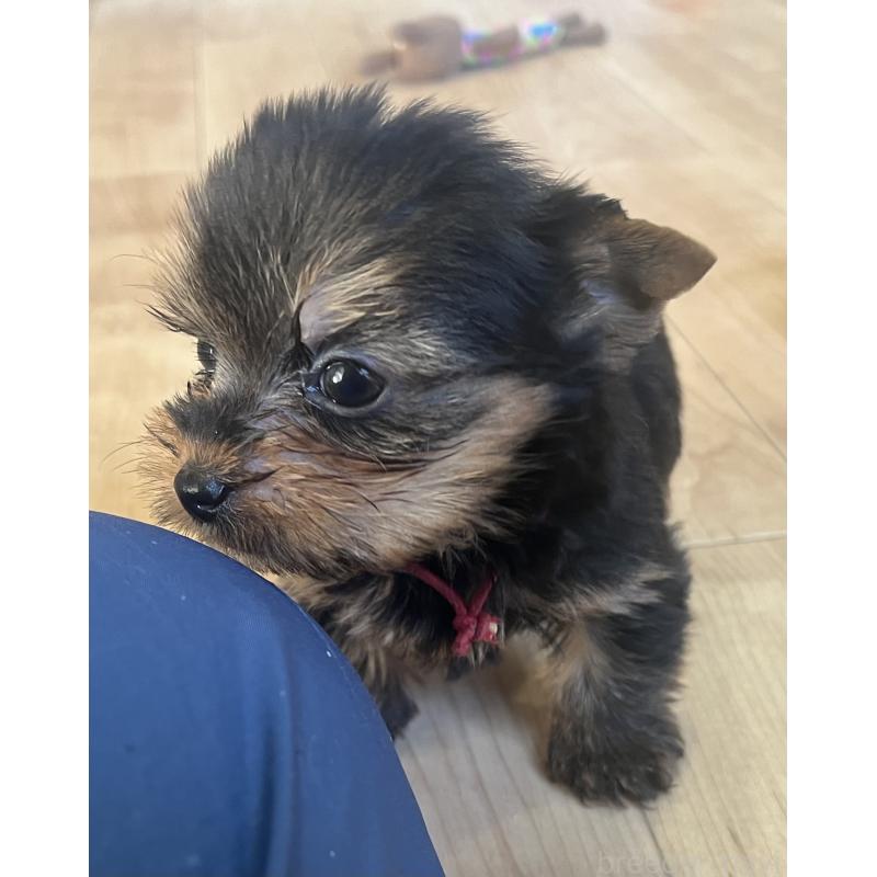 販売中の鹿児島県のヨークシャーテリア-435315の4枚目