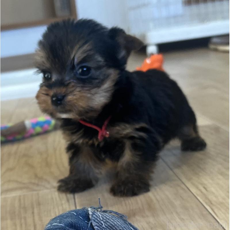 販売中の鹿児島県のヨークシャーテリア-435315の3枚目