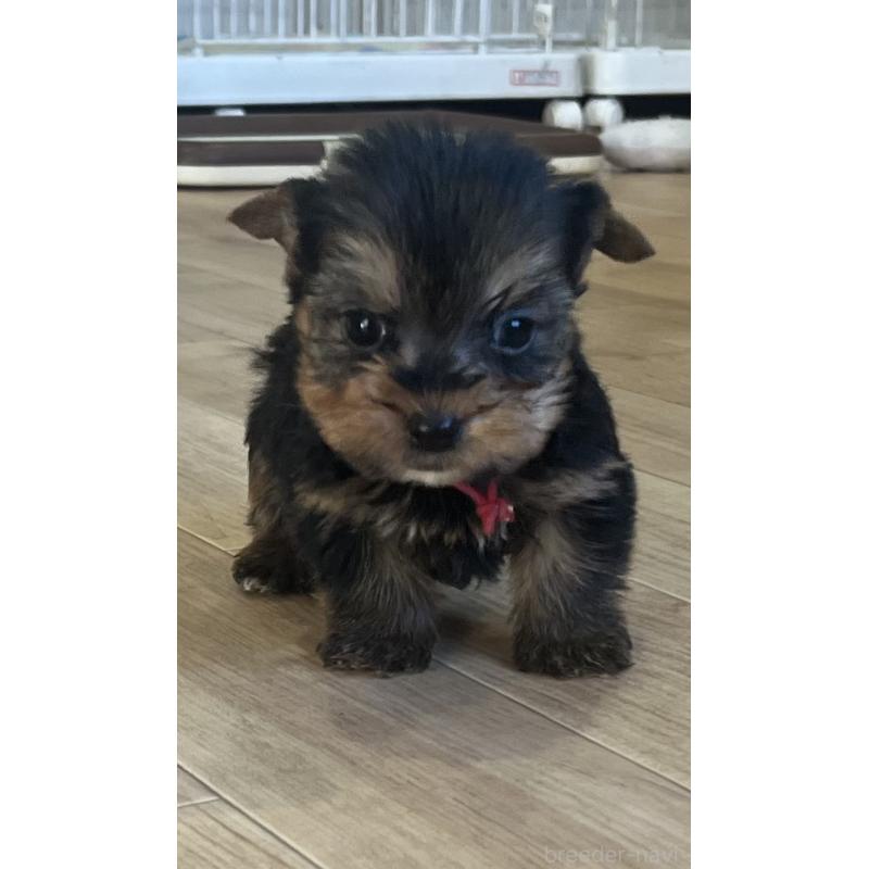 販売中の鹿児島県のヨークシャーテリア-435315の2枚目