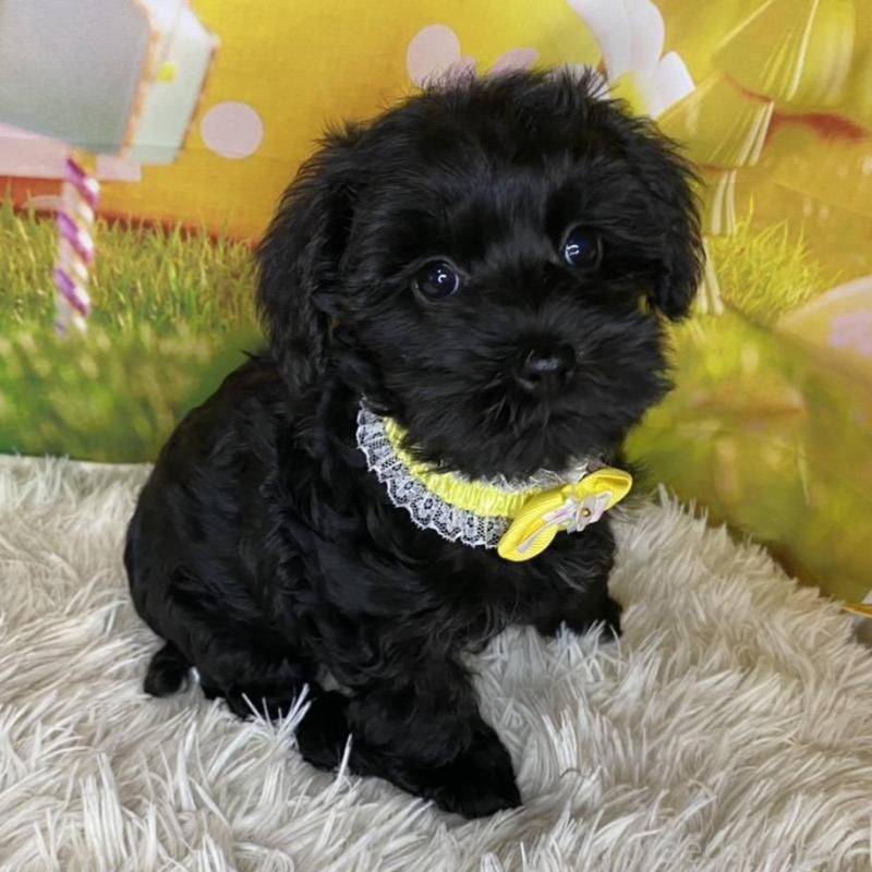 販売中の神奈川県のミックス犬-426519