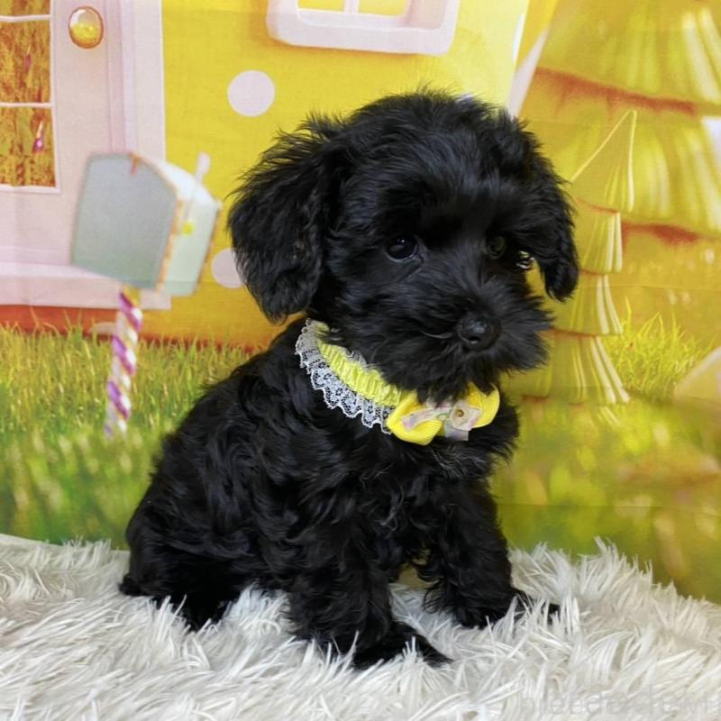 販売中の神奈川県のミックス犬-426519の3枚目