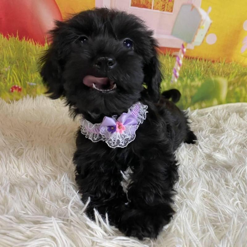 販売中の神奈川県のミックス犬-426515の1枚目