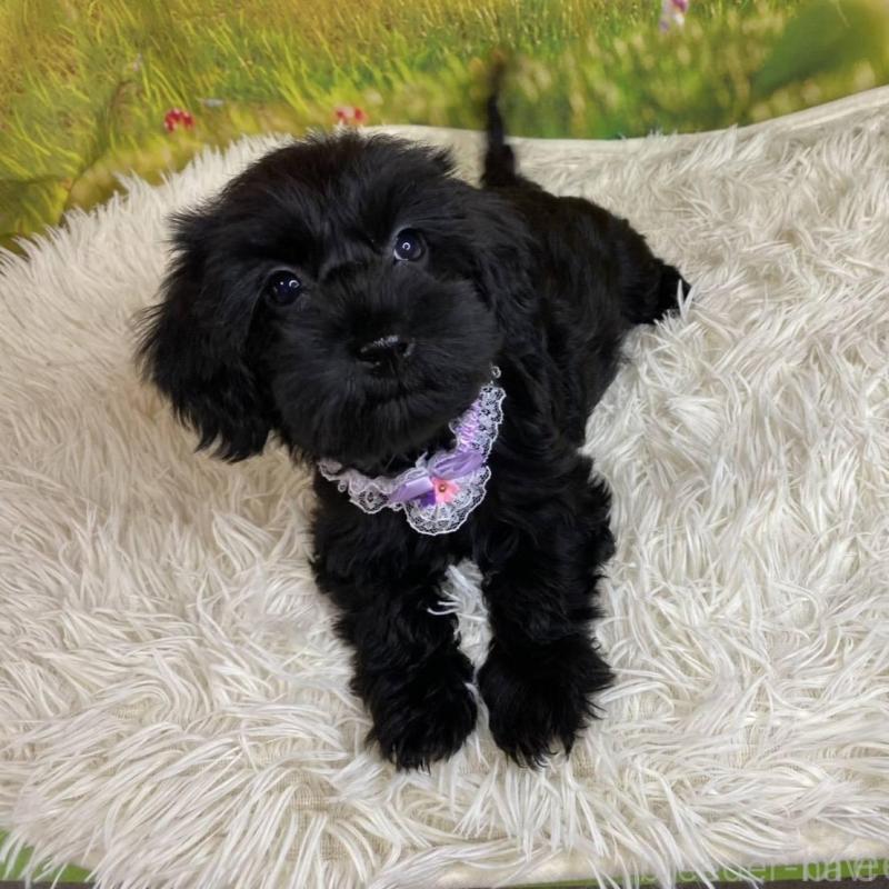 販売中の神奈川県のミックス犬-426515の7枚目