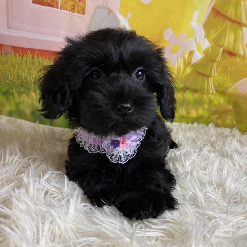 販売中の神奈川県のミックス犬-426515の6枚目