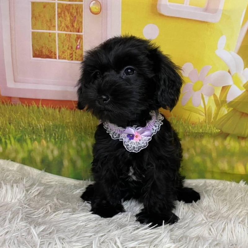 販売中の神奈川県のミックス犬-426515の5枚目