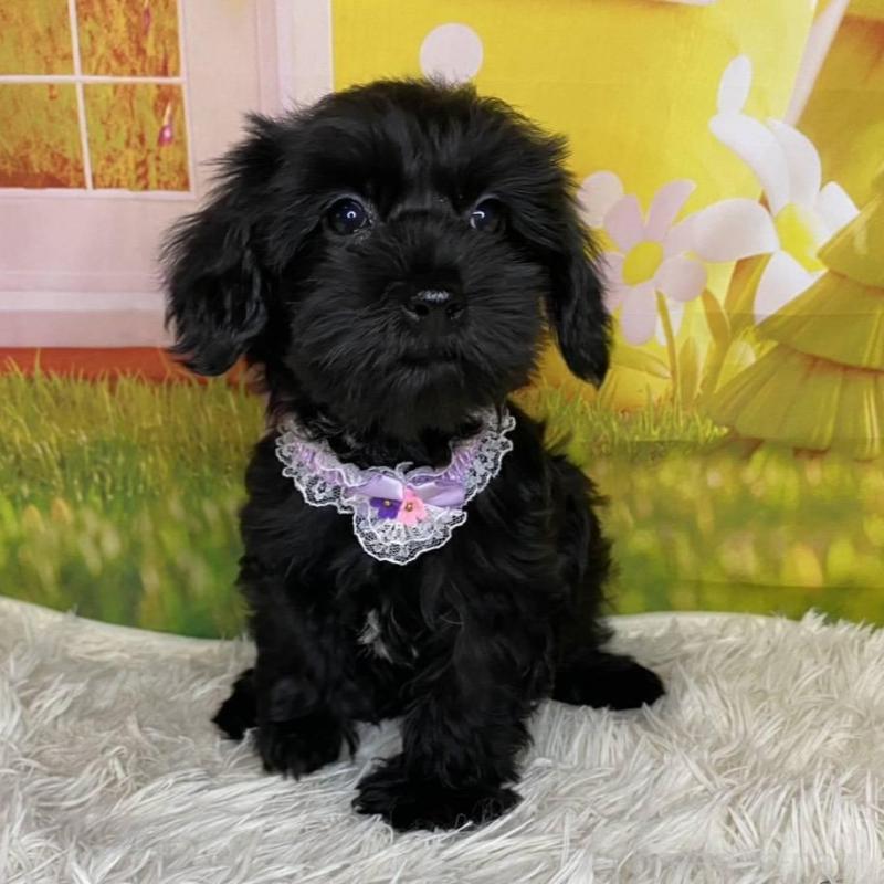 販売中の神奈川県のミックス犬-426515の4枚目