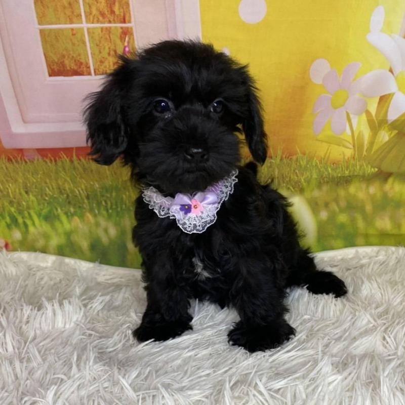 販売中の神奈川県のミックス犬-426515の3枚目