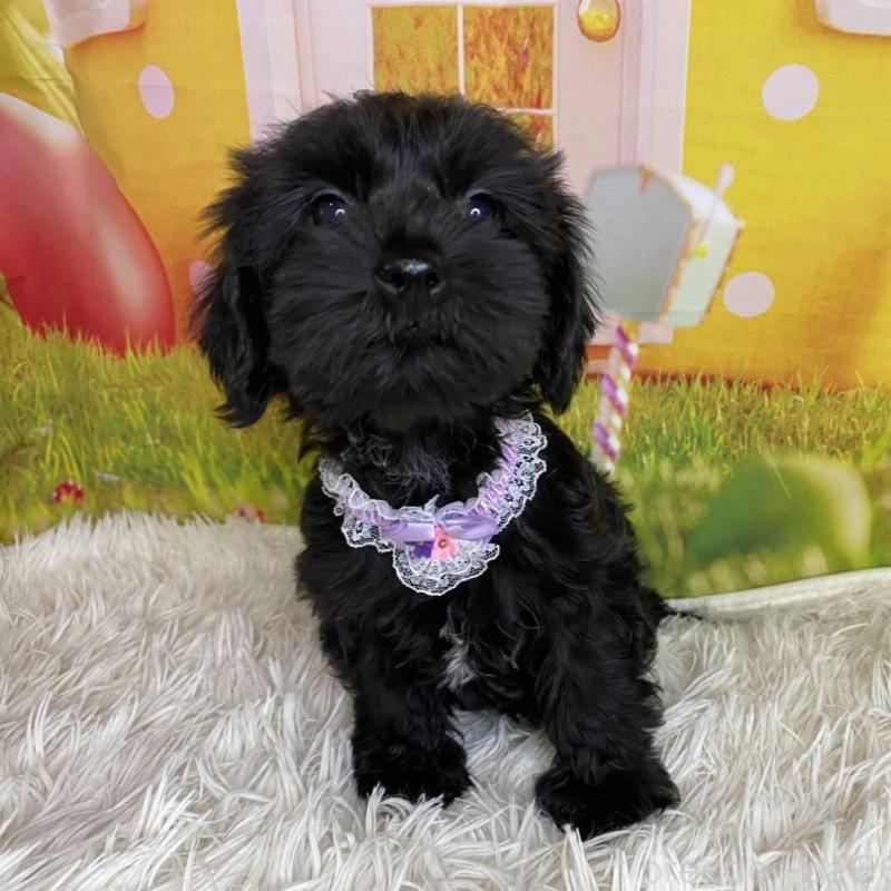 販売中の神奈川県のミックス犬-426515の2枚目