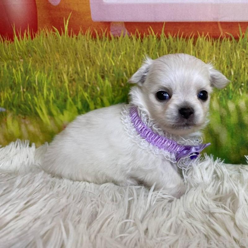 成約済の神奈川県のチワワ(ロングコート)-433288の5枚目