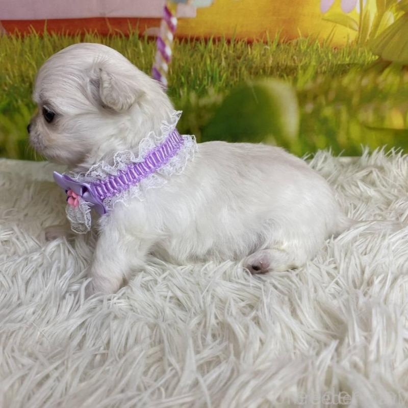 成約済の神奈川県のチワワ(ロングコート)-433288の4枚目