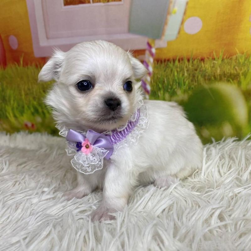 成約済の神奈川県のチワワ(ロングコート)-433288の3枚目