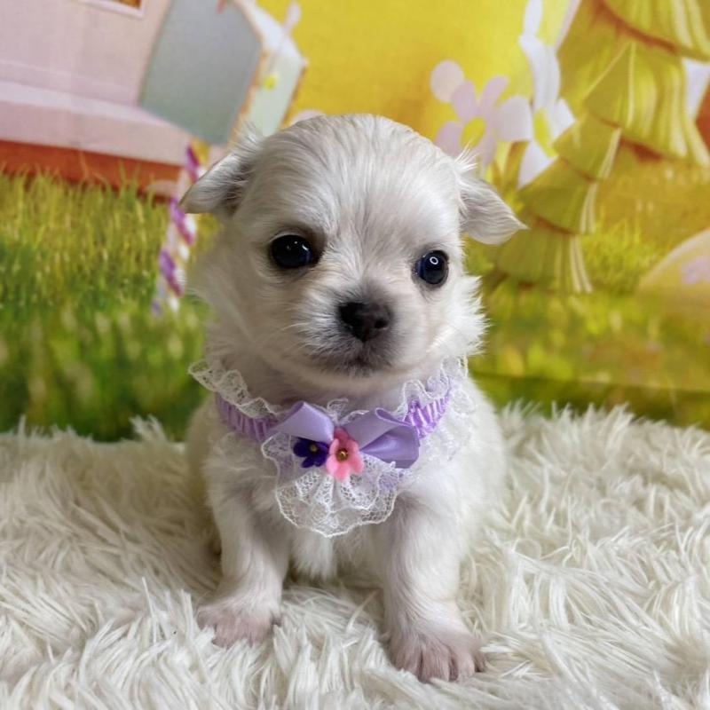 販売中の神奈川県のチワワ(ロングコート)-433288