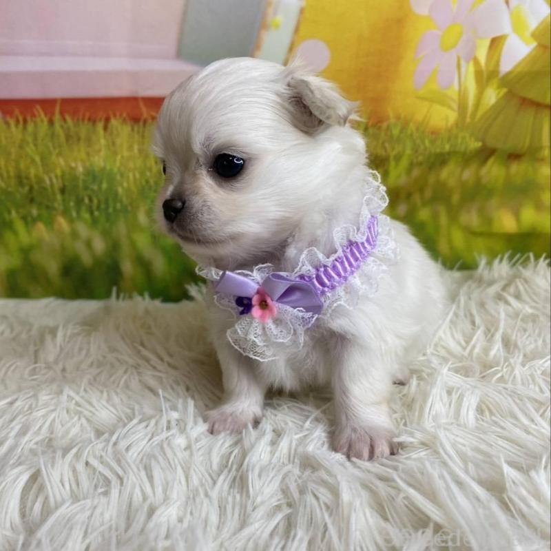 成約済の神奈川県のチワワ(ロングコート)-433288の2枚目