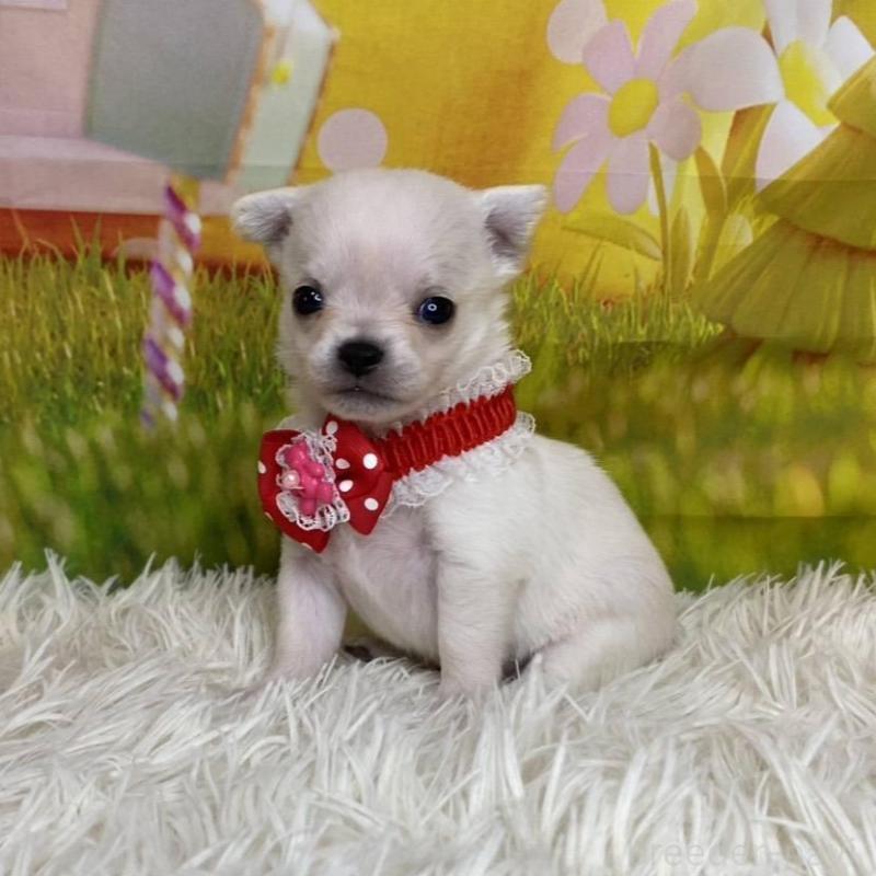 成約済の神奈川県のチワワ(ロングコート)-433286の4枚目