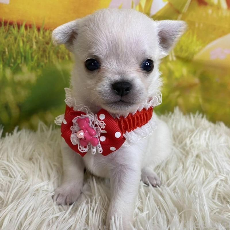 成約済の神奈川県のチワワ(ロングコート)-433286の3枚目