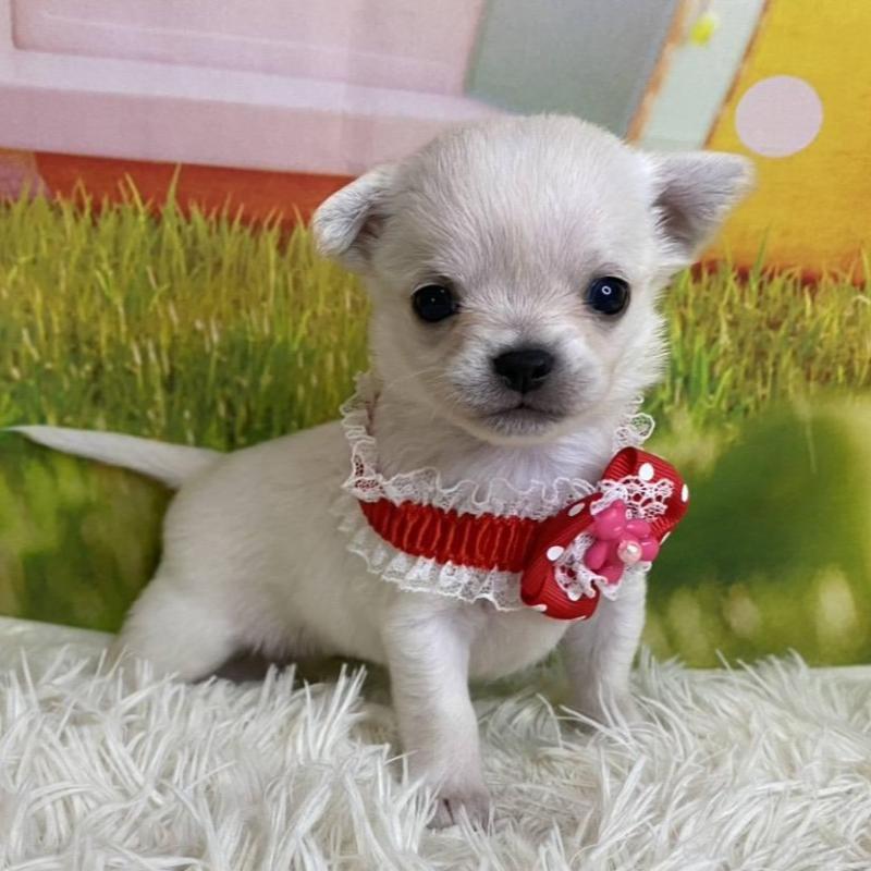 成約済の神奈川県のチワワ(ロングコート)-433286の1枚目