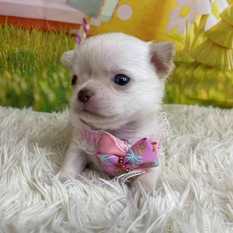 成約済の神奈川県のチワワ(ロングコート)-433282の6枚目