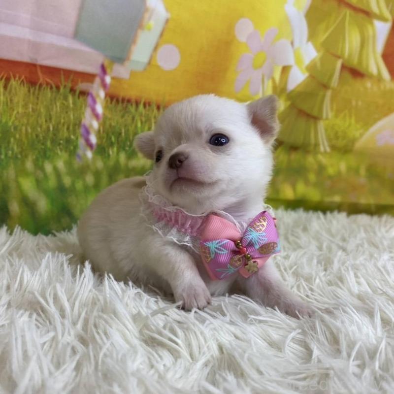 成約済の神奈川県のチワワ(ロングコート)-433282の4枚目