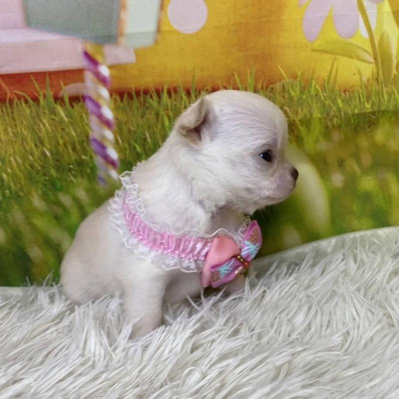 成約済の神奈川県のチワワ(ロングコート)-433282の3枚目