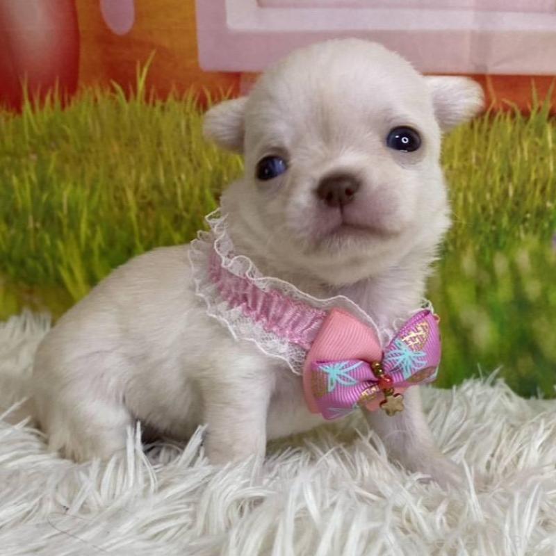 成約済の神奈川県のチワワ(ロングコート)-433282の2枚目