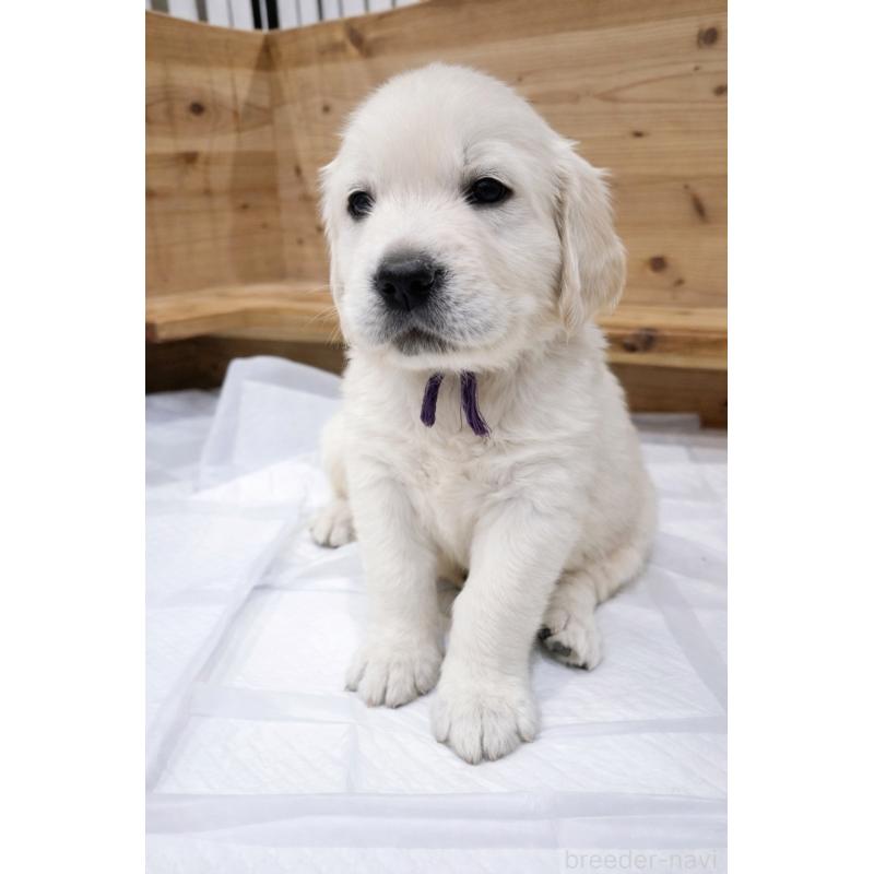 販売中の兵庫県のゴールデンレトリーバー-435134